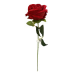 ROSA ROJA